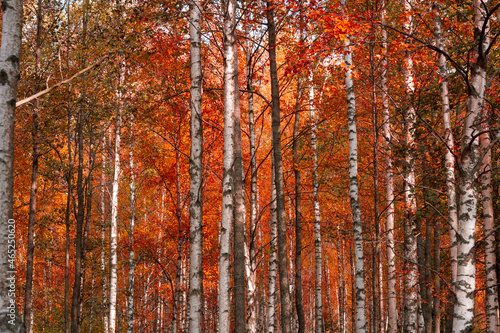 autumn in the woods