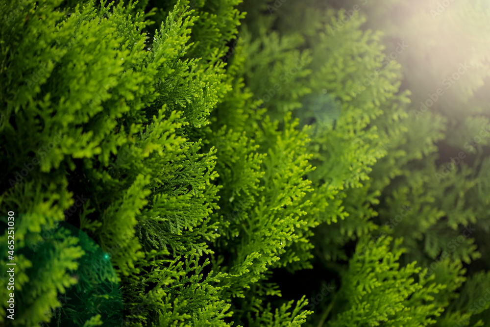 Green pine tree background, Abstract green trees background. Green pine tree background, Abstract green trees background.