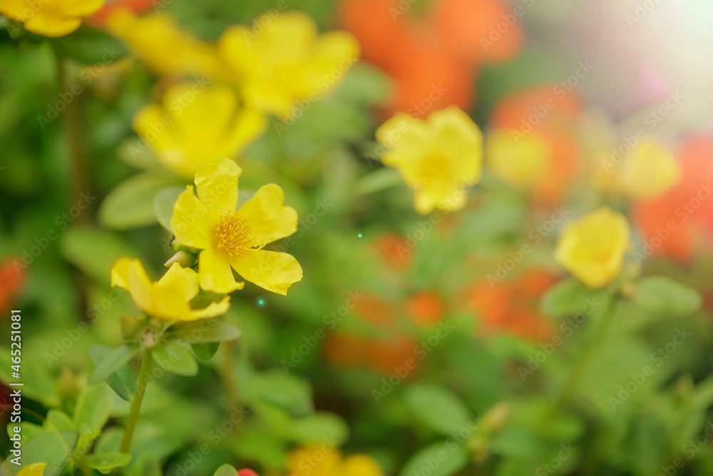 Yellow Ranunculus Acris Or Meadow Buttercup Flower in the garden, Yellow flowers with morning light, Natural life background. Yellow Ranunculus Acris Or Meadow Buttercup Flower in the garden, Yellow flowers with morning light, Natural life background.