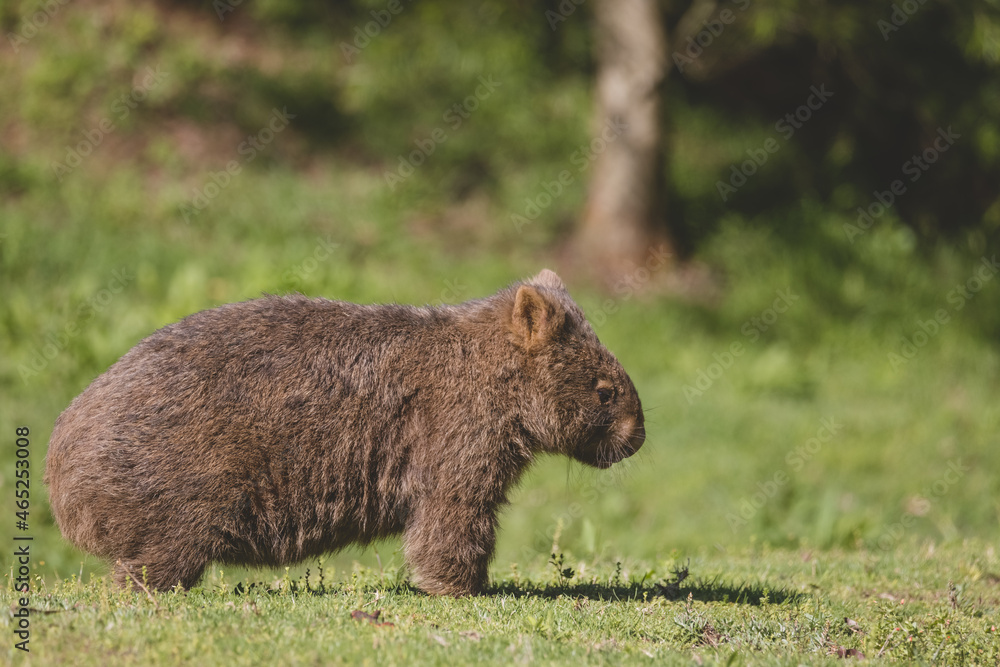 Common Wombat, Kangaroo Valley, NSW, Australia Common Wombat, Kangaroo Valley, NSW, Australia
