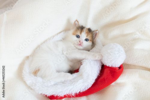 little kitten plays on the bed where the santa claus hat lies. High quality 4k footage