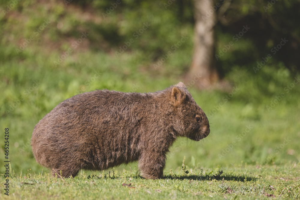 Common Wombat, Kangaroo Valley, NSW, Australia Common Wombat, Kangaroo Valley, NSW, Australia