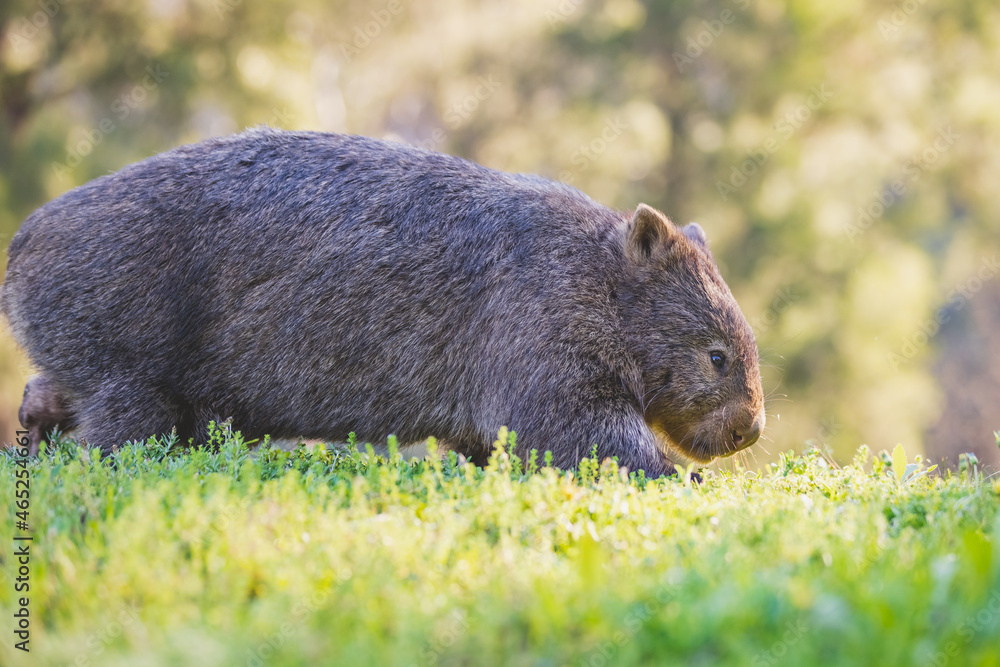 Common Wombat, Kangaroo Valley, NSW, Australia Common Wombat, Kangaroo Valley, NSW, Australia