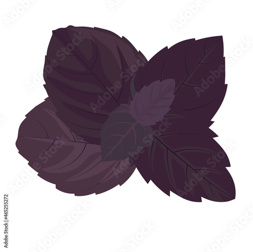 Purple basil vector stock illustration. Spicy leaves. Spice. Culinary herb. Isolated on a white background.
