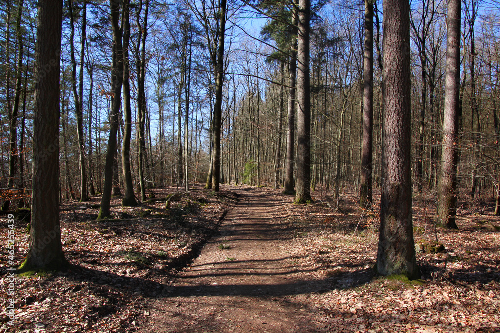 Fototapeta premium Hiking trail in a bare deciduous forest in early spring