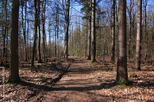 Hiking trail in a bare deciduous forest in early spring © float