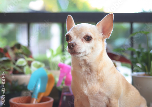 brown short hair Chihuahua dog sitting on wooden table  with houseplants in plant pots  and gardening tools  in morning sunlight, looking away. © Phuttharak