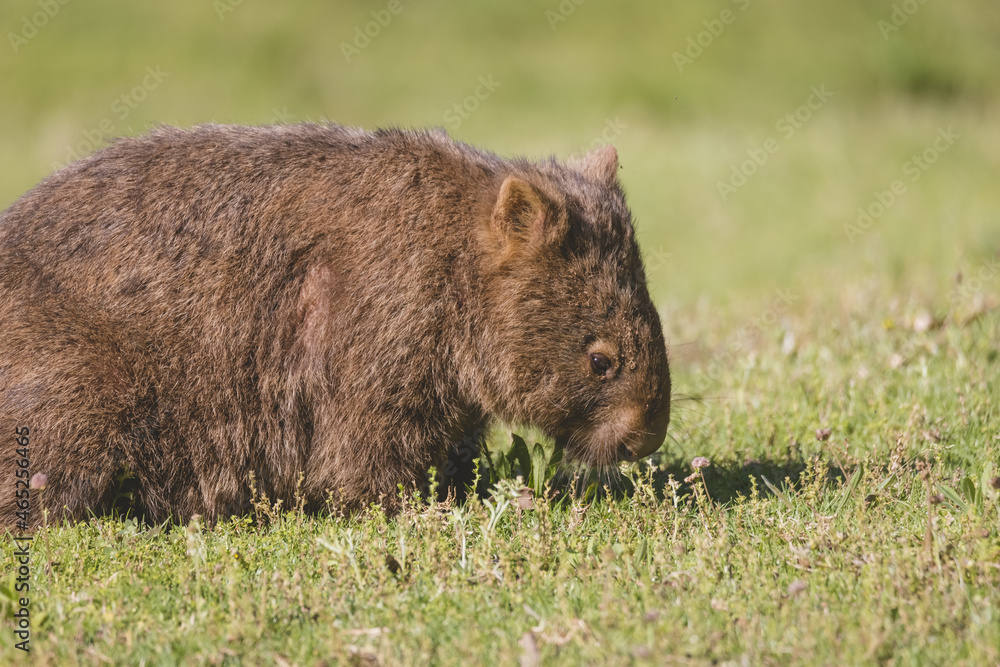 Common Wombat, Kangaroo Valley, NSW, Australia Common Wombat, Kangaroo Valley, NSW, Australia