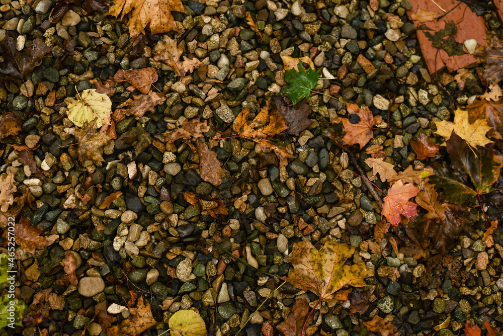 Autumn background. Autumn wet leaves. Brown tone Autumn background. Autumn wet leaves. Brown tone