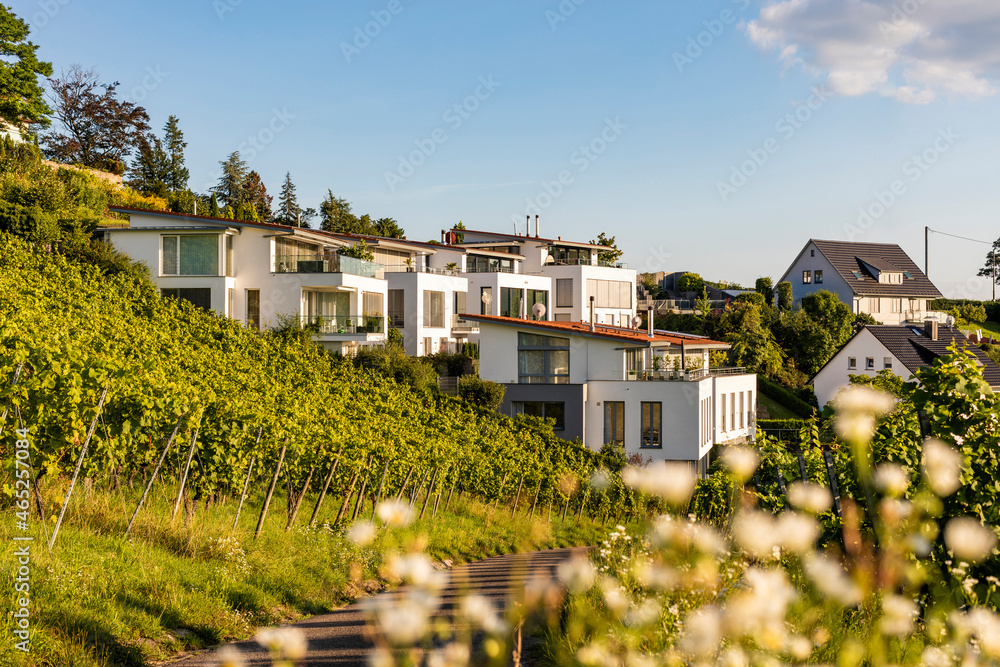 Germany, Baden-Wurttemberg, Stuttgart, Vineyard in front of modern suburb houses in Rotenberg Germany, Baden-Wurttemberg, Stuttgart, Vineyard in front of modern suburb houses in Rotenberg