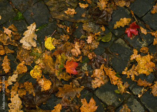 Autumn background. Autumn wet leaves. Brown tone