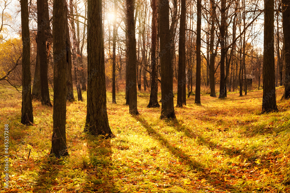 Obraz premium beautiful autumn landscape, rays of the sun in the forest in the season of leaf fall, autumn wallpaper, forest landscape