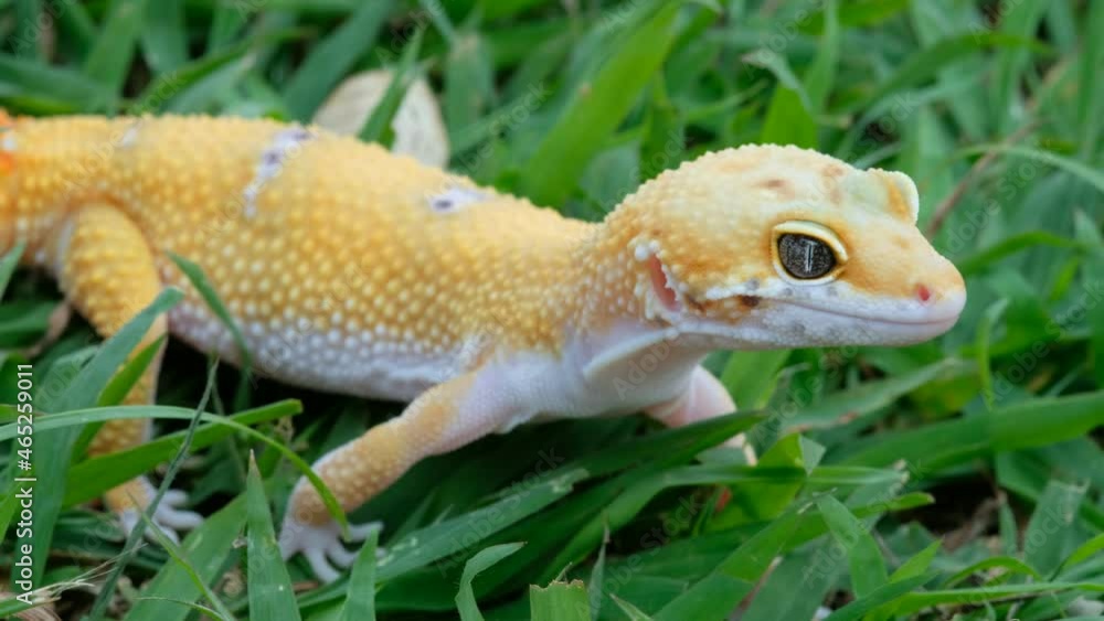 Common leopard gecko on the ground
Common leopard gecko on the ground