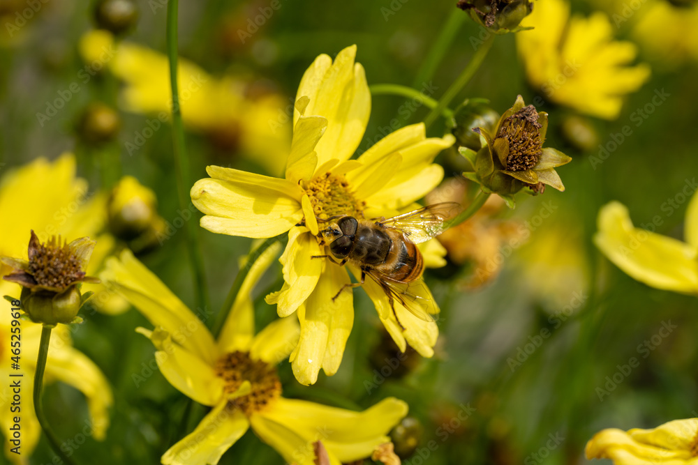 Closeup of a Bee, or Honeybee, Apis Mellifera collecting pollen from a yellow flower. Closeup of a Bee, or Honeybee, Apis Mellifera collecting pollen from a yellow flower.