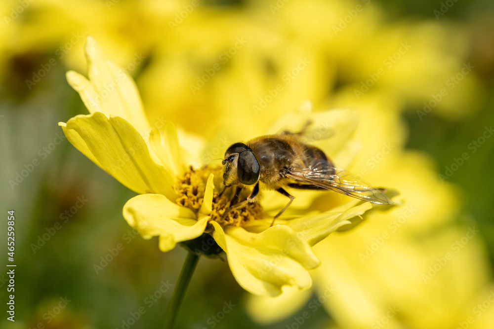 Closeup of a Bee, or Honeybee, Apis Mellifera collecting pollen from a yellow flower. Closeup of a Bee, or Honeybee, Apis Mellifera collecting pollen from a yellow flower.