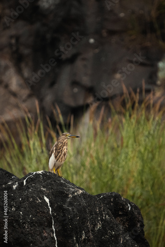 Indian Pond Heron (Ardeola grayii) - Non Breeding - on a rock