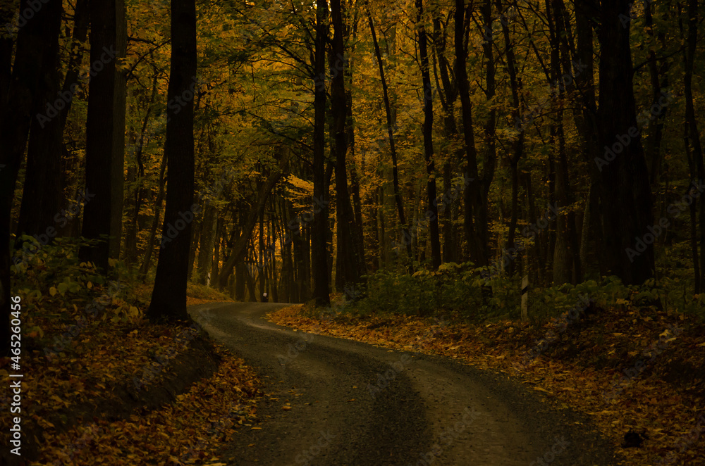 Forest road between trees with yellow leaves. Autumn season concept.