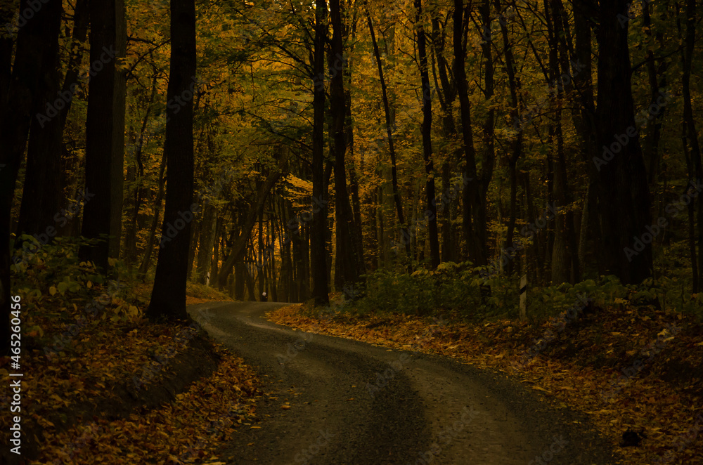 Forest road between trees with yellow leaves. Autumn season concept. Forest road between trees with yellow leaves. Autumn season concept.