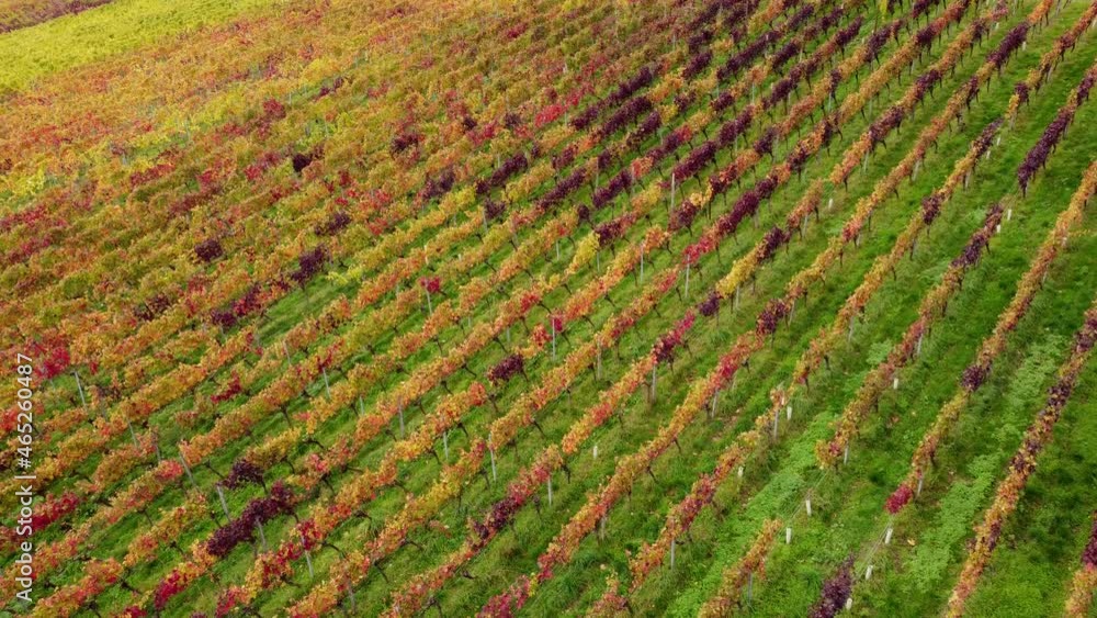 Drohnenaufnahme, Bunt gefärbter Weinberg im Herbst. Drohnenaufnahme, Bunt gefärbter Weinberg im Herbst.