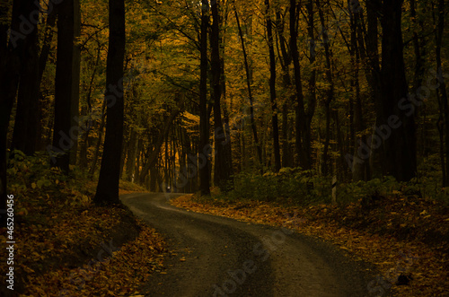 Forest road between trees with yellow leaves. Autumn season concept.