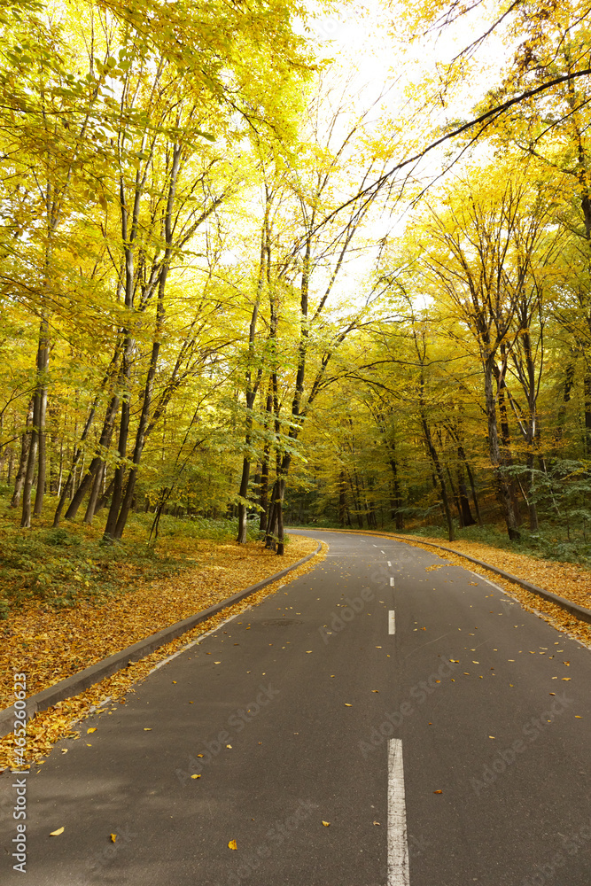 Winding road passing through the autumn forest. Empty forest road, littered with autumn leaves.