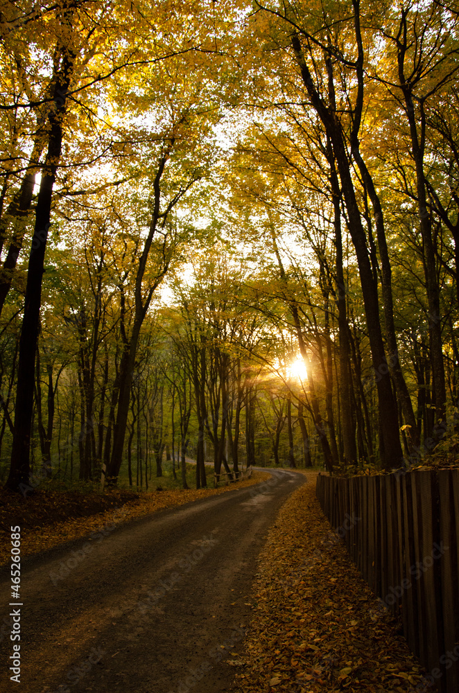 Forest road between trees with yellow leaves. Autumn season concept. Sun rays break through branches of trees.