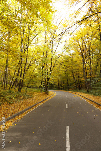 Winding road passing through the autumn forest. Empty forest road  littered with autumn leaves.