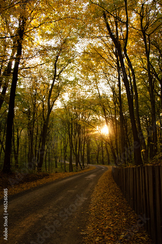 Forest road between trees with yellow leaves. Autumn season concept. Sun rays break through branches of trees.