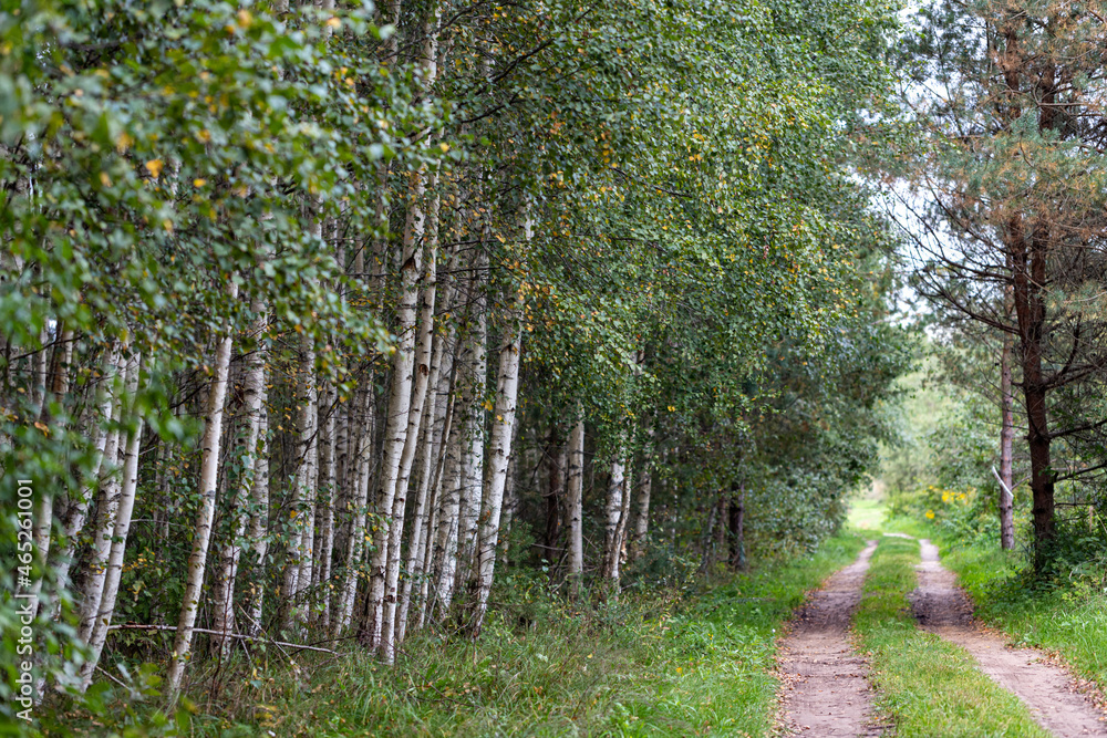 Obraz premium pathway through birch forest in summer