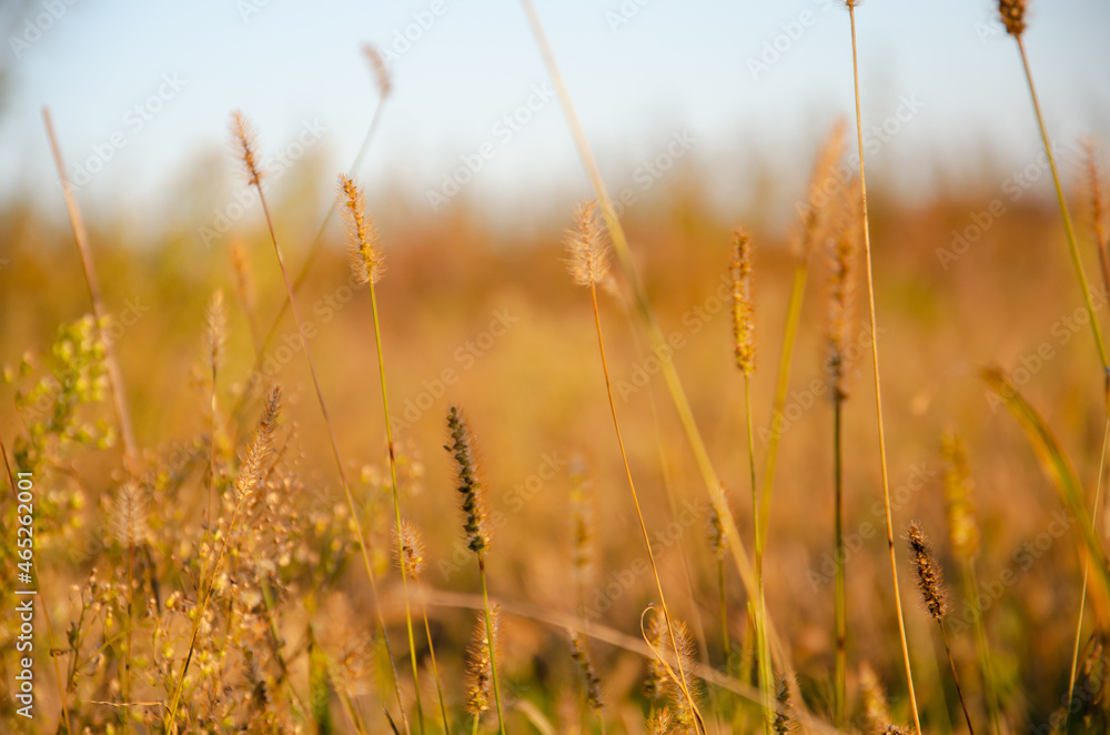 Selective focus inflorescences of dry grass on background of sunset with copy space. Silhouettes of dry plants. Natural background of wild spikelets.