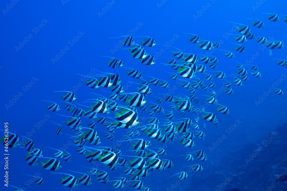 Under the sea Under the sea