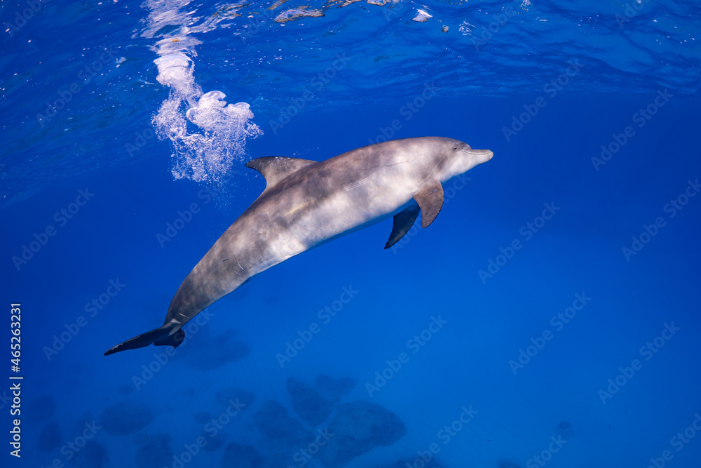 Obraz premium 小笠原_underwater