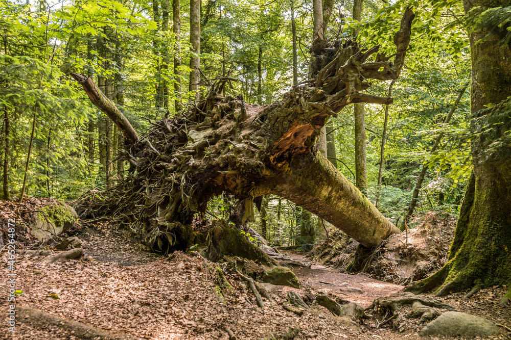 Naturschutzgebiet Wildbachklamm Buchberger Leite in Ringelai im Bayerischen Wald, Deutschland Naturschutzgebiet Wildbachklamm Buchberger Leite in Ringelai im Bayerischen Wald, Deutschland