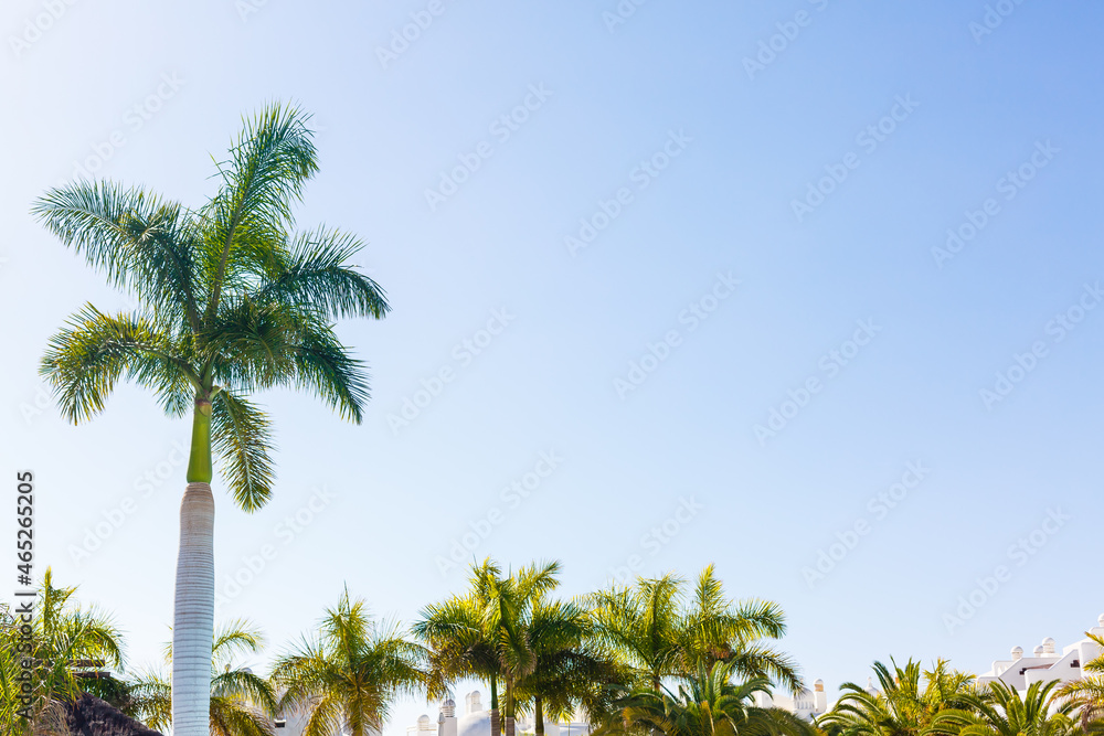 Palm Trees - Perfect palm trees against a beautiful blue sky and the ocean, tenerife
