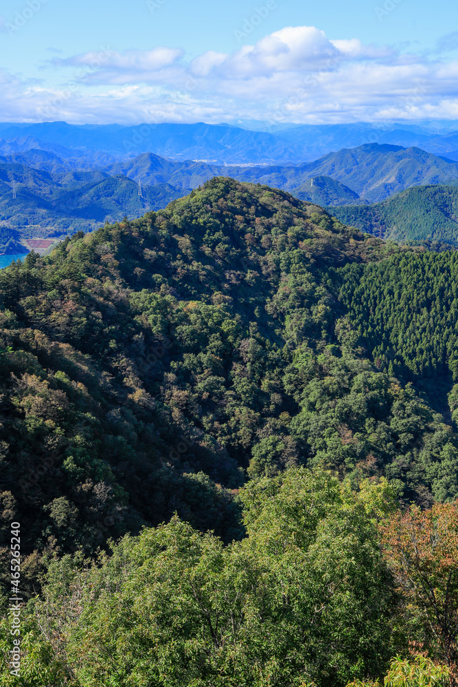 Naklejka premium landscape with trees
