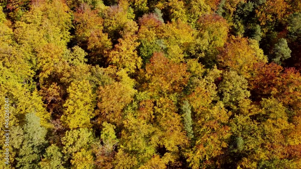 Drohnenaufnahme, Mischwald in Herbstfarben Drohnenaufnahme, Mischwald in Herbstfarben