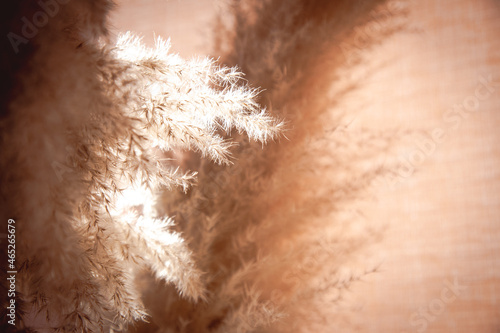 Beige plant Cortaderia close-up