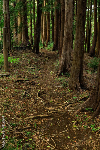 path in the woods