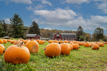 Pumpkins arranged on grass field in front of old red barn and corn stalks under blue cloudy sky for fun fall family activity