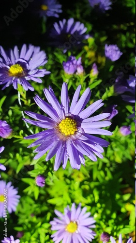 purple chrysanthemum   flower