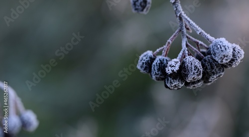 Hoarfrosted chokeberries fruits closeup, frozen aronia fruits in autumn or winter garden bokeh background, space for text. photo