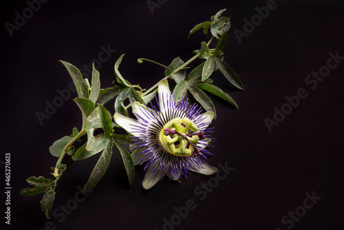 Passiflora caerulea photo