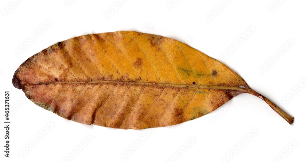leaf isolated on white background leaf isolated on white background