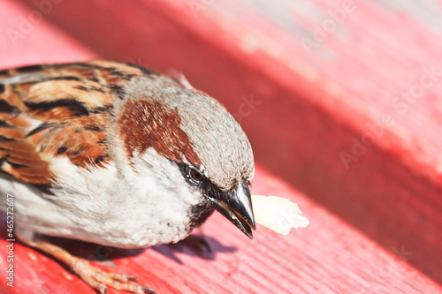 Sparrow with a slice of French fries . Candid.
