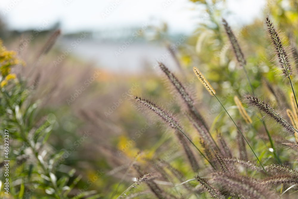 Fototapeta premium 穂を付けた野原の草木