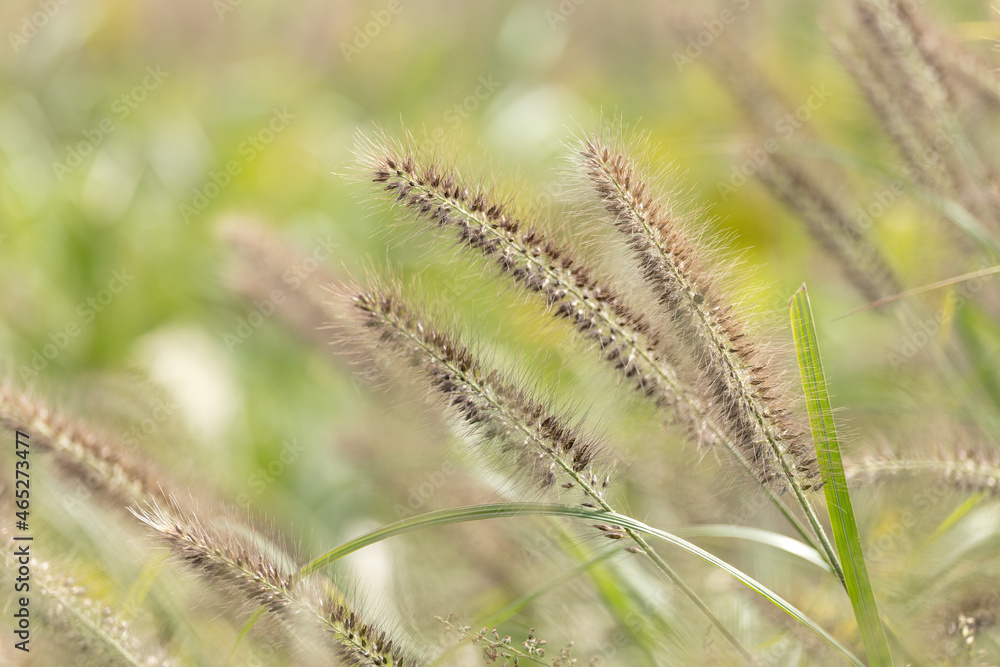 穂を付けた野原の草木 穂を付けた野原の草木
