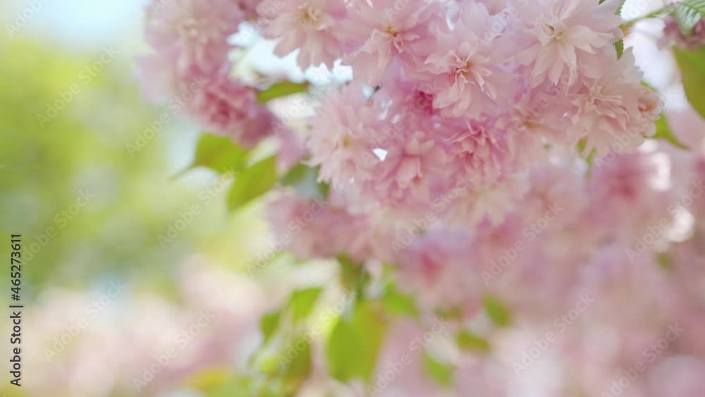 Blooming Japanese cherry or sakura sway in the wind against the backdrop of a clear sky Blooming Japanese cherry or sakura sway in the wind against the backdrop of a clear sky