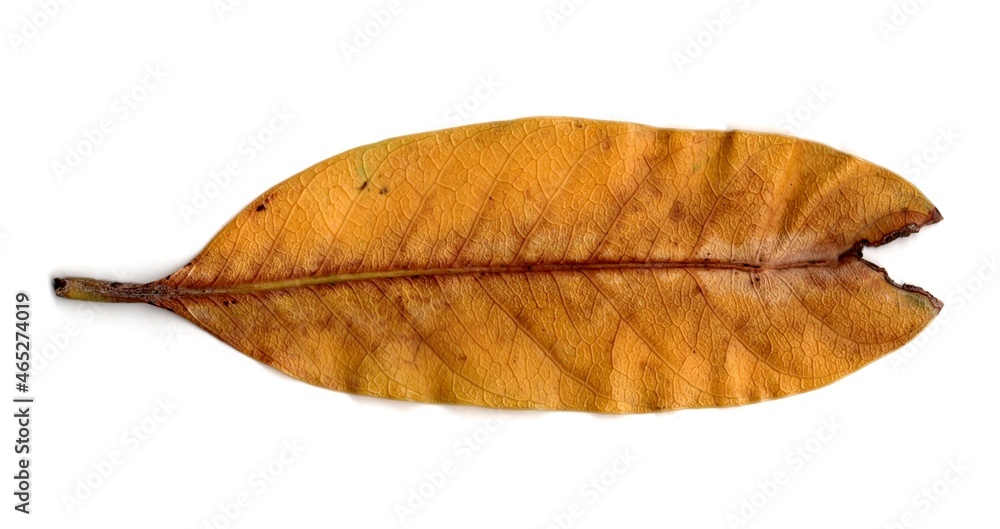 leaf isolated on white background leaf isolated on white background