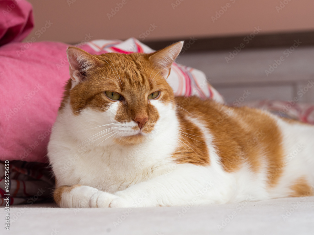 Orange white cat resting and looking indoor