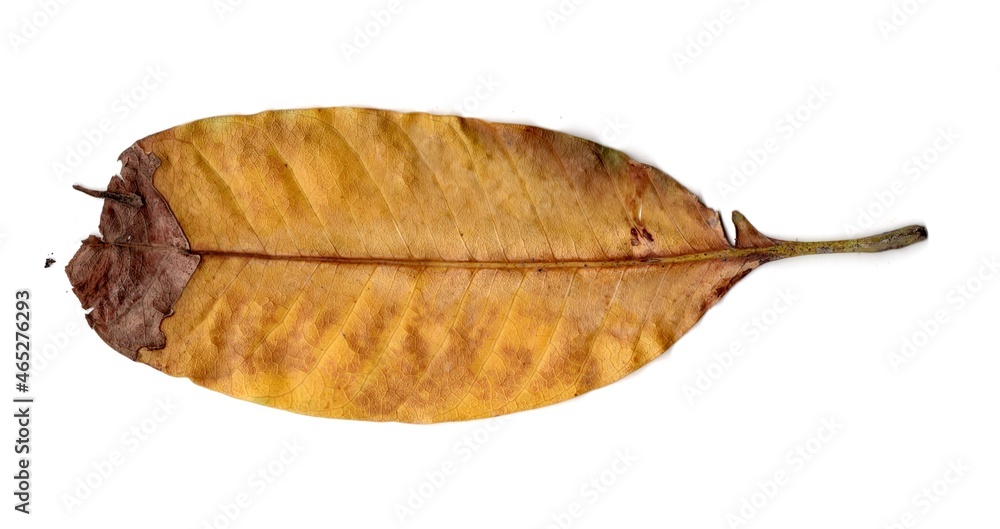leaf isolated on white leaf isolated on white